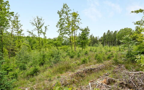 Inguna: Arbre, Environnement Naturel, Feuille, Végétation, Paysage Naturel, Communauté Des Plantes, Arbuste, Forêt, Écorégion, Région Sauvage
