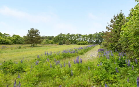 Inguna: Prairie, Prairie, Lot Terre, Communauté Des Plantes, Prairie, Champ, Réserve Naturelle, Wildflower, Pâturage