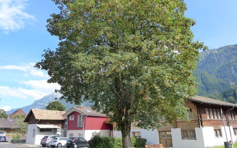 Tilia: Ciel, Plante, Nuage, Voiture, Feuille, Bâtiment, Arbre, Véhicule, Maison, Quartier