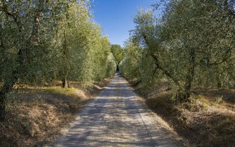 Merlot: Plante, Ciel, Feuille, Surface De La Route, Paysage Naturel, Bois, Asphalte, Arbre, Rue, Tronc