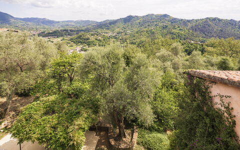 La Casa Dei Limoni, Camaiore, Pet Friendly, Wifi: Arbre, Feuille, La Nature, Environnement Naturel, Végétation, Branche, Colline, Zone Rurale, Communauté Des Plantes, Printemps