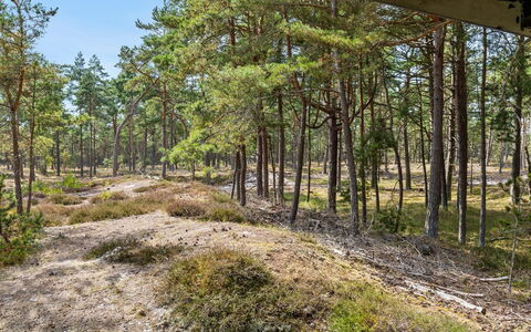 Solfred - 200M from the Sea: Arbre, Feuille, Végétation, Paysage Naturel, Forêt, Région Sauvage, Communauté Des Plantes, Tronc, Des Bois