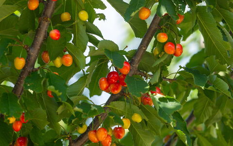Villa Škavre: Plante, Fleur, Fruit, Arbre, Feuille, Aliments Naturels, Branche