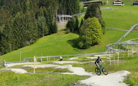 Auffach 649: Vélo, Roue, Plante, Véhicule, Roue De Bicyclette, Arbre