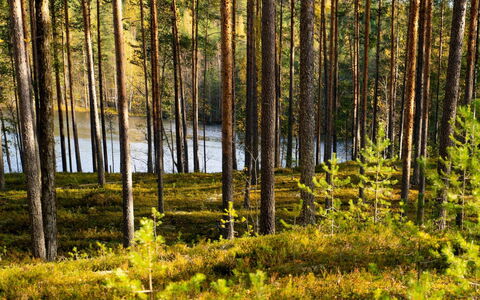 Villa Tunturitervakko: Feuille, Arbre, Vert, Environnement Naturel, La Nature, Forêt, Paysage Naturel, Bois, Végétation