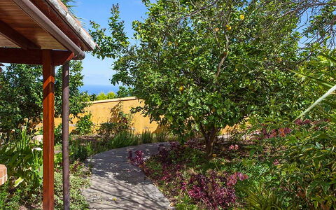 La Orotava 150: Arbre, Propriété, Végétation, Immobilier, Plante, Maison, Botanique, Jardin, Printemps, Feuille