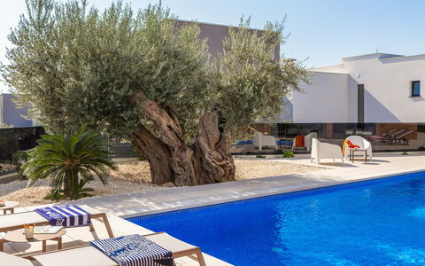 Old Olive V: L'Eau, Plante, Ciel, Meubles, Bleu, Bleu Azur, Piscine, Ombre, Bâtiment, Mobilier De Jardin