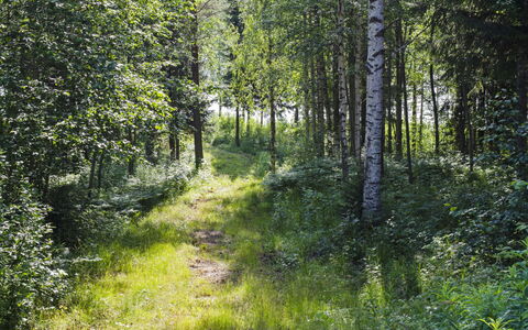 Käränkkä: Lit, Meubles, Chambre, Design Intérieur, Literie, Drap De Lit, Sol, Bois, Sol, Pièce