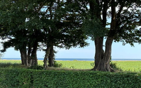 Francis - 300M from the Sea: Bois, Toit, Architecture, Domicile, Maison, Chalet, Siding, Dur, Pente, Biens