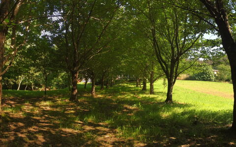 El Olivo: Plante, Arbre, Paysage Naturel, Branche, Bois, Ombre, Tronc, Herbe, À Feuilles Caduques