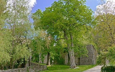 Casa Di Pietro In Vivo D'orcia, Pool: Feuille, Arbre, Herbe, Branche, Mur, La Nature, Vert, Végétation, Arbuste, Mur De Pierre