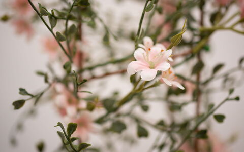 Harbour Nights 4: Fleur, Plante, Branche, Botanique, Brindille, Pétale, Plante À Fleurs, Arbre