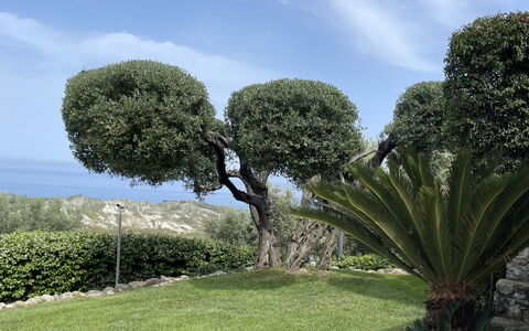 Villa Acquaro, Santa Caterina Dello Ionio, Pool, A: Feuille, Végétation, Arbuste, Suppression Des Plantes Ligneuses, Jardin, Haie, Aménagement Paysager, Jardin Botanique, À Feuilles Persistantes