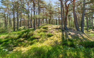 Bothilda - 950M from the Sea