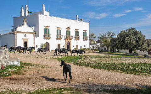 Masseria Tagliente: Ciel, Bâtiment, Plante, Nuage, Lot Terre, Herbe, Arbre, Zone Rurale