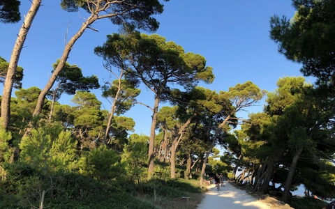 Rovinj 500: Feuille, Arbre, Branche, Végétation, Communauté Des Plantes, Piste, Tronc, Réserve Naturelle, Suppression Des Plantes Ligneuses, Jungle