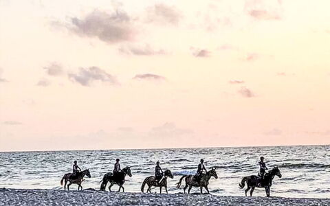 Zacisze Bałtyku: Cheval, Des Loisirs, Mer, Océan, Animal De Troupeau, Plage, Bétail