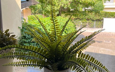 Bell'aria Apartment: Plante, Pot De Fleur, Ombre, Bâtiment, Terrestre Des Plantes, Végétation, Arecales, Plante D'Appartement, Maison, Herbe