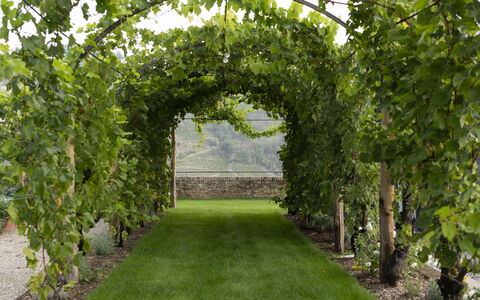 B&b Vigne Di Fagnano Without Kitchen: Plante, Herbe, Arbre, Haie, Suppression Des Plantes Ligneuses, Arbuste, Paysage, Cambre, Plantation, Jardin