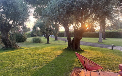 Villapronti: Plante, Atmosphère, Feuille, Paysage Naturel, Branche, Arbre, Végétation, Herbe, Lumière Du Soleil