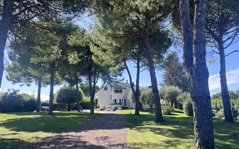 Villapronti: Feuille, Arbre, Branche, Tronc, Ombre, Pelouse, Jardin, Suppression Des Plantes Ligneuses, Aménagement Paysager, Parc