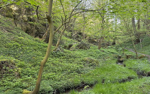 Makrina - 150M from the Sea: Vert, Environnement Naturel, Bois, Végétation, Forêt, Communauté Des Plantes, Région Sauvage, Couverture De Sol, Jungle