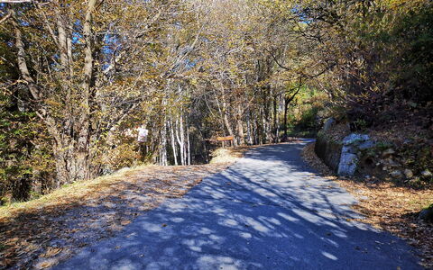 Gera Lario 669: Feuille, Branche, Arbre, La Nature, Surface De La Route, Bois, Route, Asphalte, Piste, Tronc