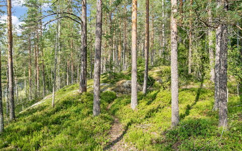 Karhupirtti: Feuille, Vert, Environnement Naturel, Bois, Végétation, Forêt, Paysage Naturel, Région Sauvage, Communauté Des Plantes, Écorégion