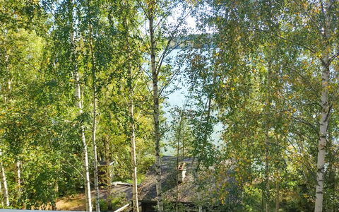 Villa Iloinen: Feuille, Branche, Tronc, Suppression Des Plantes Ligneuses, Brindille, Lumière Du Soleil, Bouleau, Bosquet, Des Bois