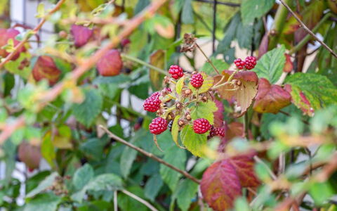 Kalli - 100M from the Sea: Fruit, Vert, Produire, Aliments, Ingrédient