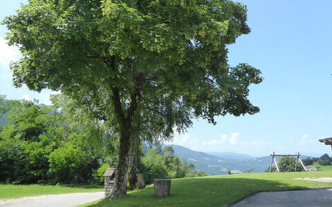 Baita Tersilia Mountain And Lake, Veneto: Arbre, Feuille, Suppression Des Plantes Ligneuses, À Feuilles Persistantes