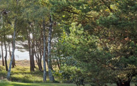 Tyyne - 250M from the Sea: Feuille, Arbre, Branche, Herbe, Environnement Naturel, Vert, La Nature, Végétation, Prairie, Forêt