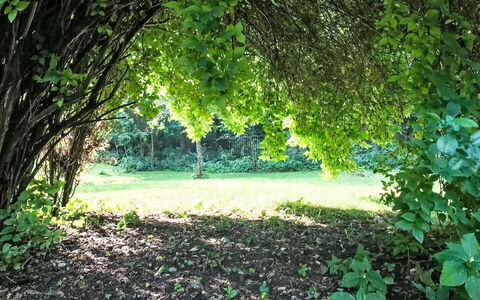 Pod Dębami: Plante, Vert, Ombre, Paysage Naturel, Bois, Tronc, Arbre, Terrestre Des Plantes, Couverture De Sol