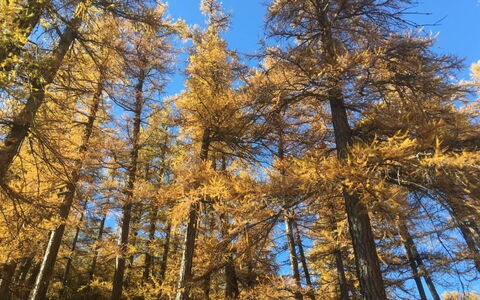 Apartments Carmena: Ciel, Mélèze, Paysage Naturel, Tronc, Terrestre Des Plantes, Plante, Arbre, À Feuilles Persistantes, Teintes Et Ombres, À Feuilles Caduques