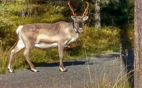 Karhunkelo: Cerf, Renne, Klaxon, Faune, Ramure, Wapiti, Prairie