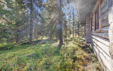 Karhunkelo: Bois, Communauté Des Plantes, Forêt, Chalet, Des Bois, Cabane En Rondins, Mélèze, Cabane, Conifères Tropicale Et Subtropicale Forêts