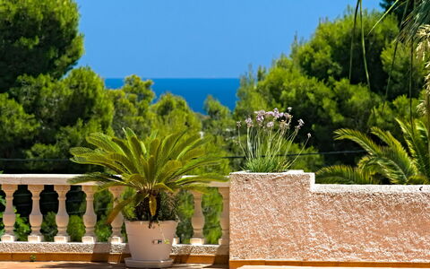Gavrena: Plante, Ciel, Propriété, Pot De Fleur, Bleu Azur, Bleu, Plante D'Appartement, Architecture, Arecales, Loisir