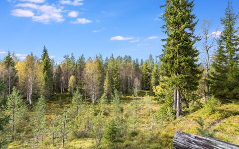 Villa Rokova: Vert, Arbre, Feuille, Environnement Naturel, Végétation, Forêt, Paysage Naturel, Région Sauvage, Communauté Des Plantes