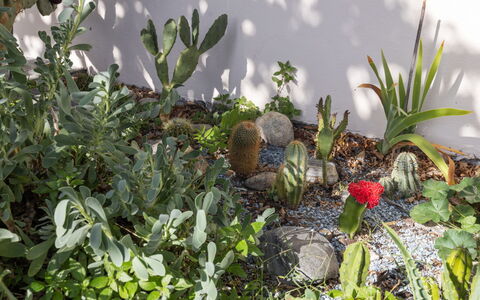 Egner- Apt.panorama: Communauté Des Plantes, Jardin, Plante À Fleurs, Aménagement Paysager, Jardin Botanique, Cactus, Succulent Des Plantes