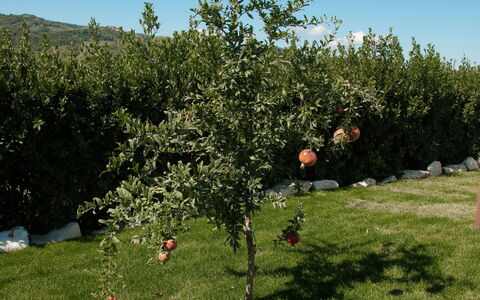 Villa Mariarosaria - Dimora Esclusiva con Piscina: Branche, Couverture De Sol, Jardin, Pelouse, Fruit, Plantation, Sol, Cour