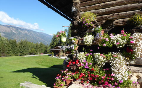 Baita Mountain View Pale San Martino: Fleur, Pétale, Arbuste, Jardin, Printemps, Chaîne De Montagnes, Floristique, Plante À Fleurs, Station De Montagne, Alpes
