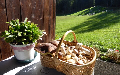Baita Mountain View Pale San Martino: Panier, Pot De Fleur, Osier, Aliments, Serveware, Produire, Champignons, Plante D'Appartement