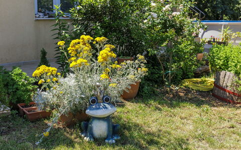 Fameja: Fleur, Jaune, Arbuste, Jardin, Pot De Fleur, Printemps, Plante D'Appartement, Floristique, Plante Herbacée