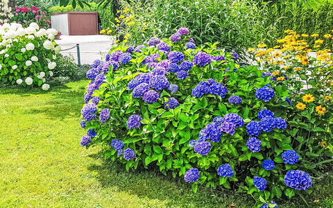 Villa Therese: Fleur, Arbuste, Jardin, Pétale, Plante À Fleurs, Couverture De Sol, Violet, Plante Herbacée, Hortensia
