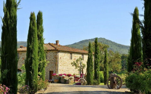 Mulino della Villa: Arbuste, Jardin, Aménagement Paysager, Plantation, À Feuilles Persistantes, Famille Pine