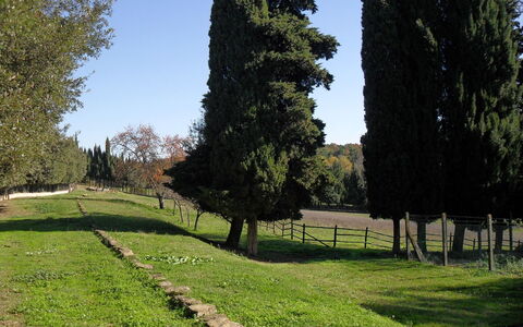 Villa Antonella: Arbre, Herbe, Feuille, Environnement Naturel, Arbuste, Tronc, Suppression Des Plantes Ligneuses, Jardin, Prairie, Aménagement Paysager