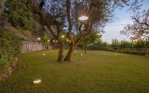 Villa Liliana: La Nature, Branche, Paysage, Jardin, Pelouse, Arrière-Cour, Aménagement Paysager, Nuit, Cour, Éclairage Paysager