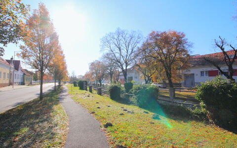 Ysella: Feuille, Arbre, La Nature, Branche, Surface De La Route, Route, Zone Résidentielle, Espace Public, Trottoir, Rue
