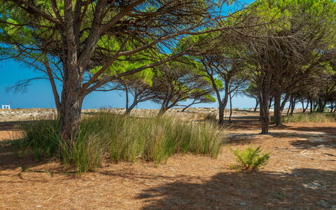 Budoni Homes Seaside, Ac And Bike: Végétation, Écorégion, Paysage, Communauté Des Plantes, Plaine, Lot Terre, Sol, Suppression Des Plantes Ligneuses, Le Sable