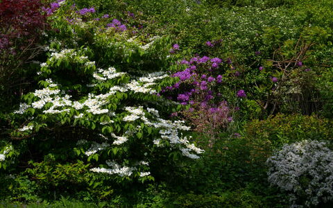 The Romantic Bothy: Fleur, Feuille, Végétation, Arbuste, Jardin, Communauté Des Plantes, Couverture De Sol, Printemps, Plante À Fleurs, Suppression Des Plantes Ligneuses